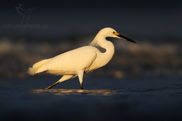 Volavka bělostná (Egretta thula)