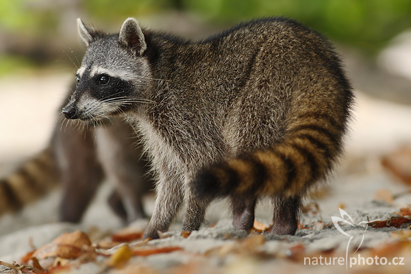 Mýval severní (Procyon lotor)