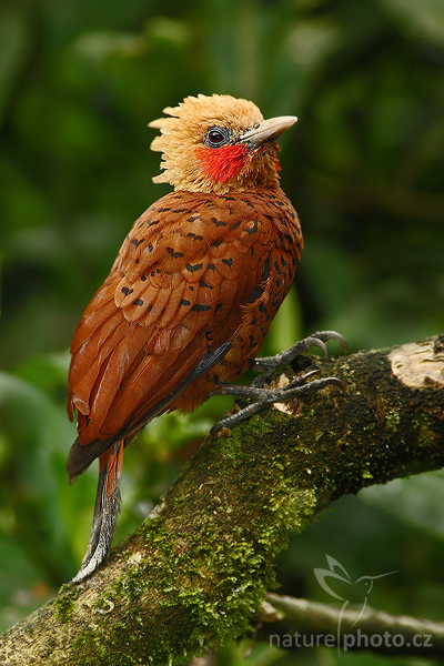 Datel kaštanovobarvý (Celeus castaneus)