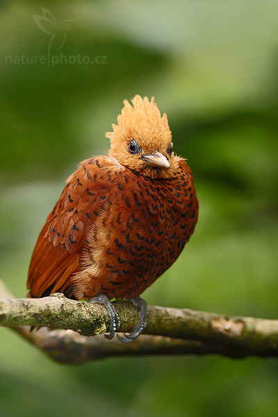 Datel kaštanovobarvý (Celeus castaneus)