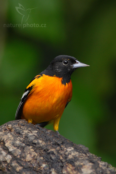 Trupiál baltimorský (Icterus galbula)