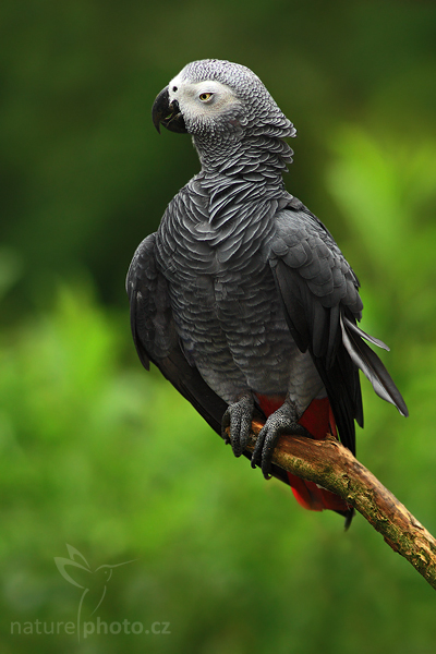 Papoušek šedý (Psittacus erithacus)