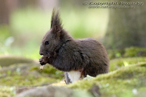 Veverka obecná (Sciurus vulgaris)