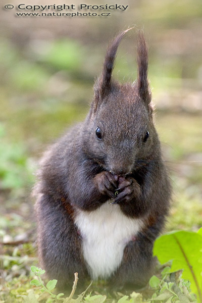 Veverka obecná (Sciurus vulgaris)