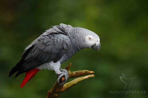 Papoušek šedý (Psittacus erithacus)
