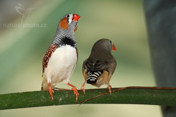 Zebřička pestrá (Taeniopygia guttata)