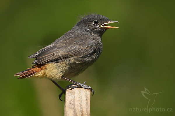 Rehek domácí (Phoenicurus ochruros)