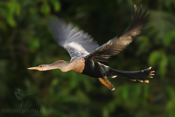 Anhinga americká (Anhinga anhinga)