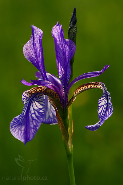 Kosatec sibiřský (Iris sibirica)