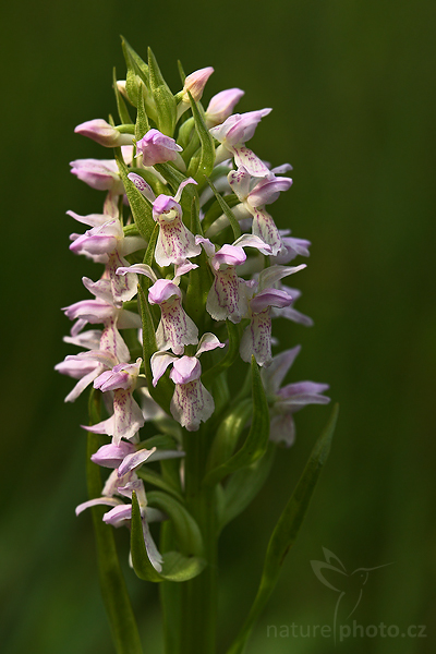 Prstnatec pleťový (Dactylorhiza incarnata)