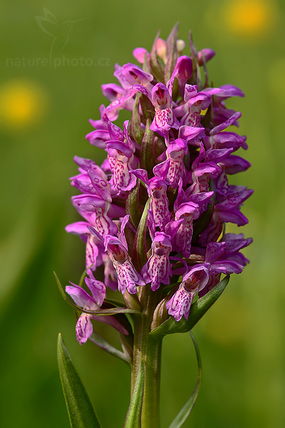 Prstnatec pleťový (Dactylorhiza incarnata)