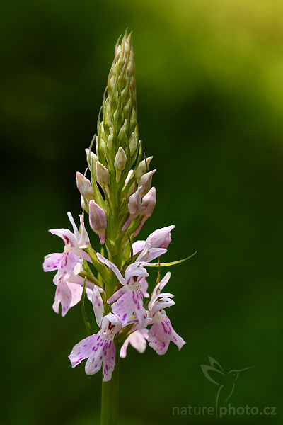 Prstnatec Fuchsův (Dactylorhiza fuchsii)