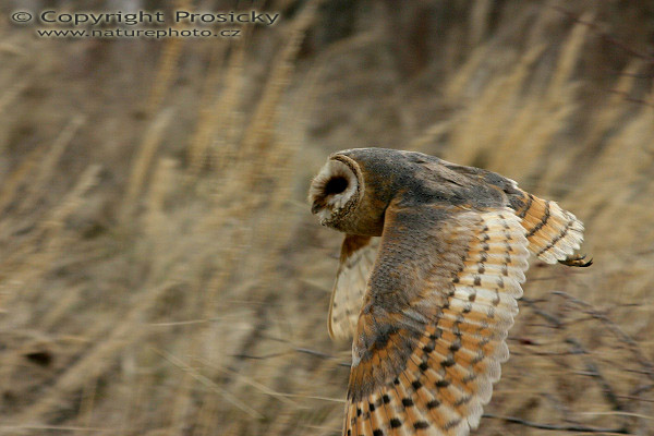 Sova pálená (Tyto alba)