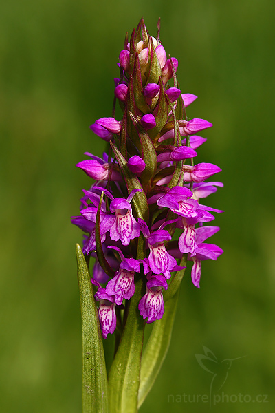 Prstnatec pleťový (Dactylorhiza incarnata)