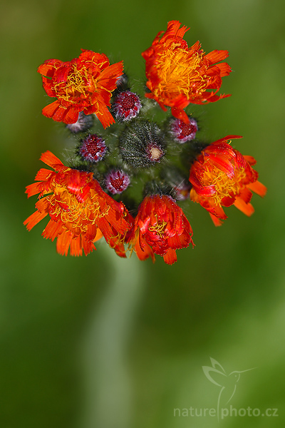 Jestřábník oranžový (Hieracium aurantiacum)