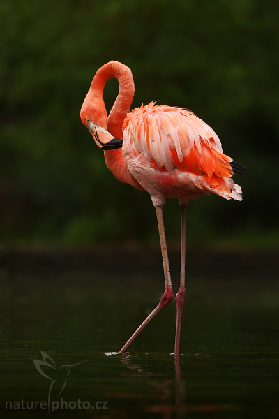 Plameňák karibský (Phoenicopterus ruber)