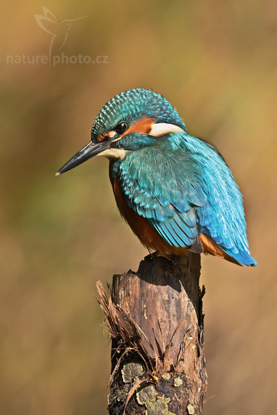 Ledňáček říční (Alcedo atthis)