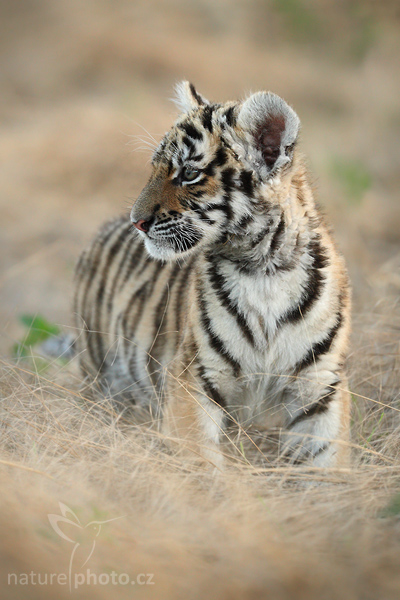 Tygr ussurijský (Panthera tigris altaica)