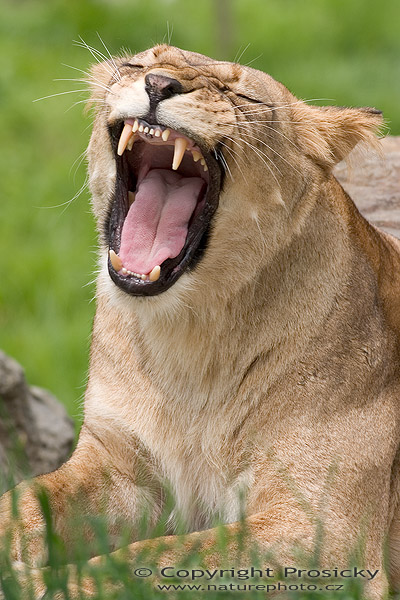 Lev (Panthera leo)