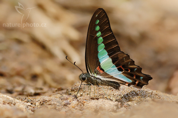 Blue Triangle Butterfly (Graphium sarpedon)
