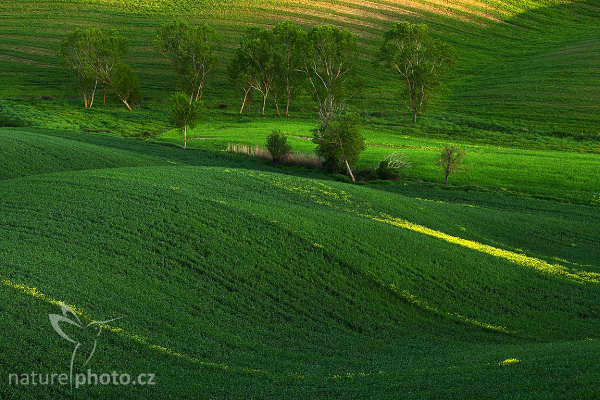 Tuscany Landscape
