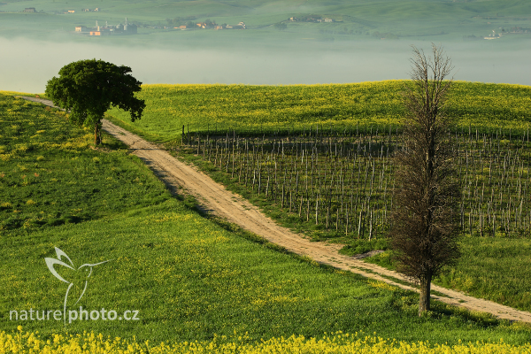 Tuscany Vineyard