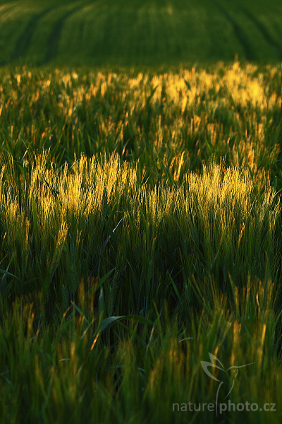 Evening on a Field, Tuscany
