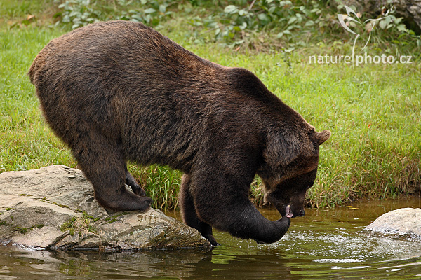 Medvěd hnědý (Ursus arctos)