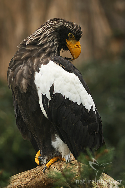 Orel východní (Haliaeetus pelagicus)