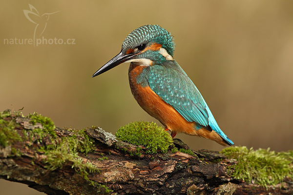 Ledňáček říční (Alcedo atthis)