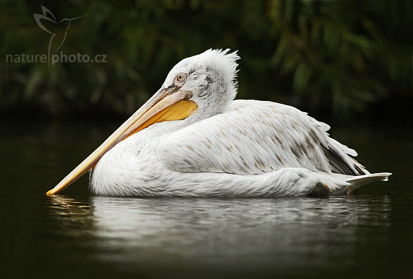 Pelikán kadeřavý (Pelecanus crispus)