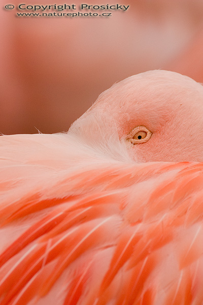 Plameňák růžový (Phoenicopterus ruber roseus)