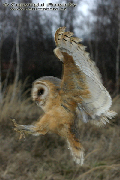 Sova pálená (Tyto alba)
