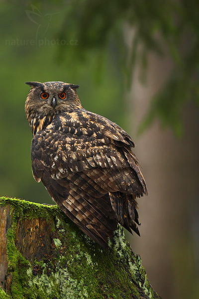 Výr velký (Bubo bubo)