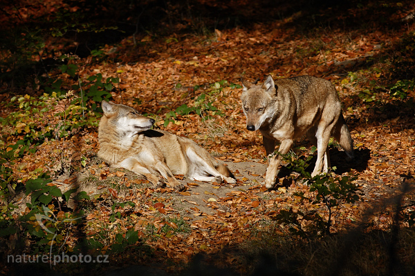 Vlk obecný eurasijský (Canis lupus lupus)