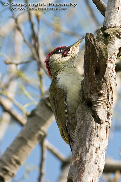 Žluna zelená (Picus viridis)