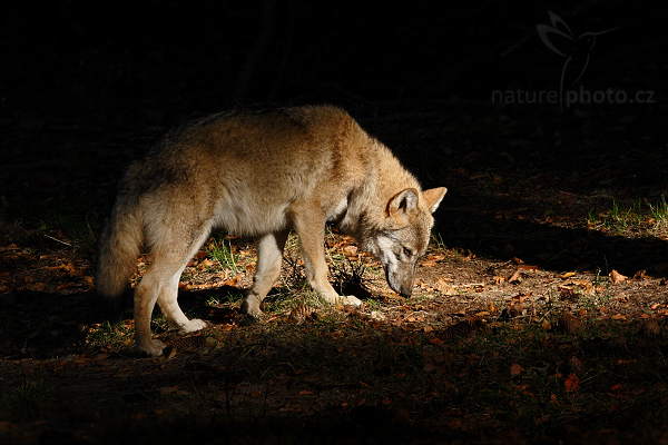 Vlk obecný eurasijský (Canis lupus lupus)