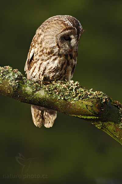 Puštík obecný (Strix aluco)