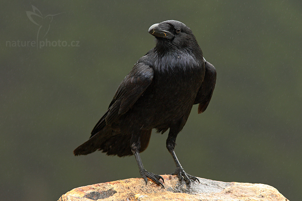 Krkavec velký (Corvus corax)
