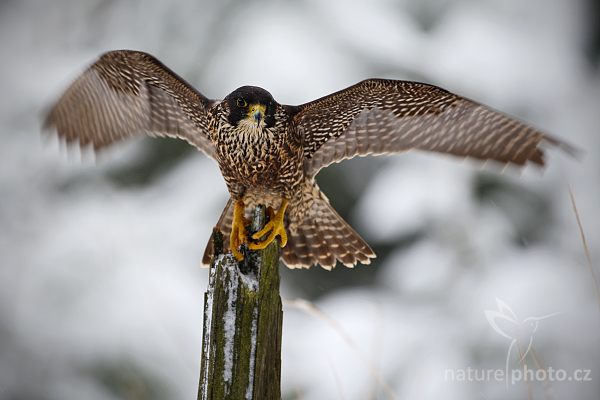 Sokol stěhovavý (Falco peregrinus)
