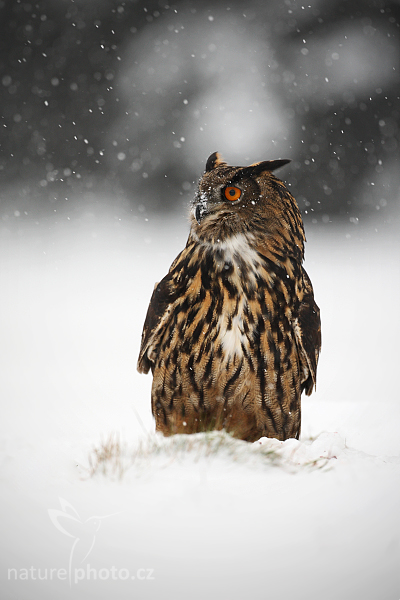 Výr velký (Bubo bubo)