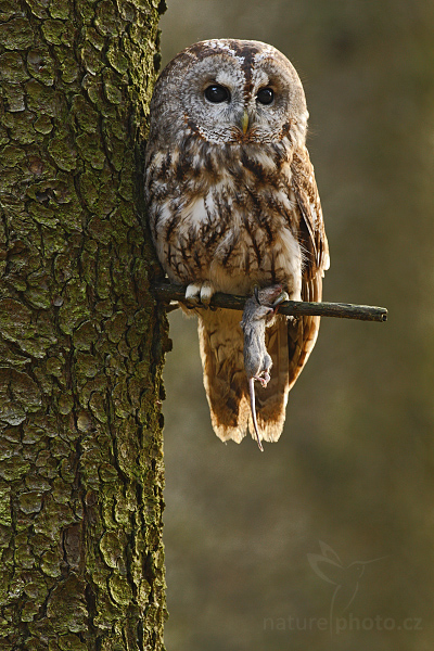 Puštík obecný (Strix aluco)