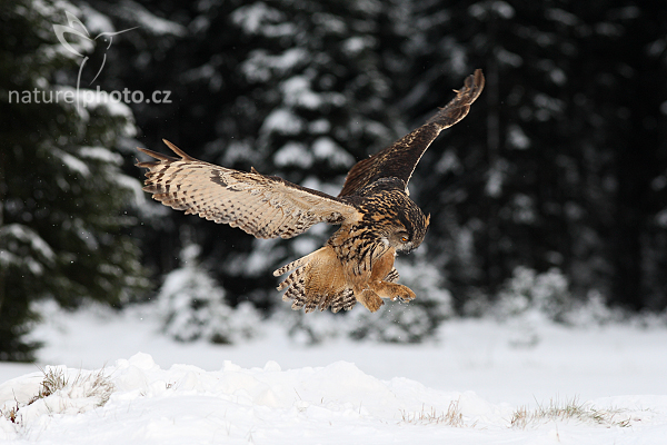Výr velký (Bubo bubo)