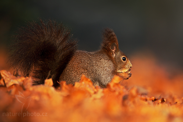 Veverka obecná (Sciurus vulgaris)