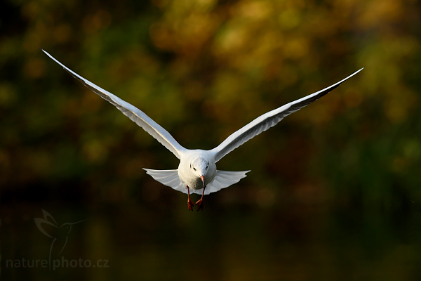 Racek chechtavý (Larus ridibundus)