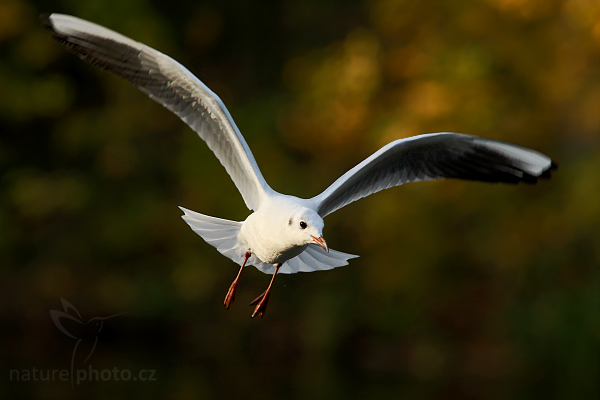 Racek chechtavý (Larus ridibundus)