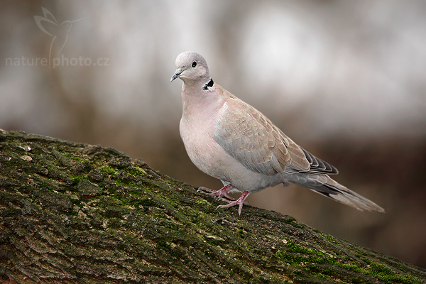 Hrdlička zahradní (Streptopelia decaocto)