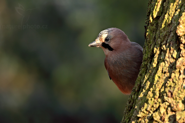 Sojka obecná (Garrulus glandarius)