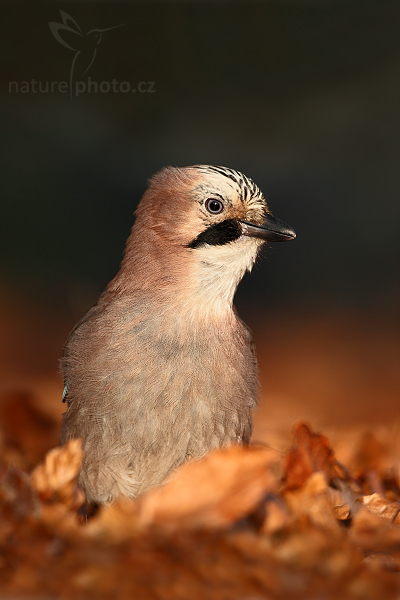 Sojka obecná (Garrulus glandarius)