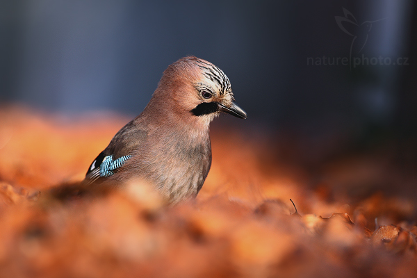 Sojka obecná (Garrulus glandarius)
